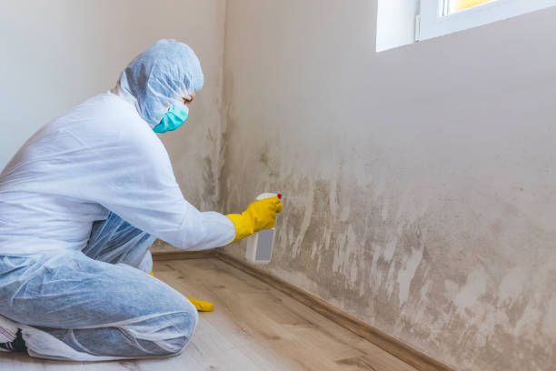 Licensed Black Mold Remediation service in Oak Ridge, FL - Car Mold Remediation