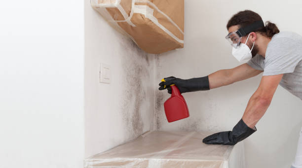 Professional Black Mold Remediation technician working in Oak Ridge, FL