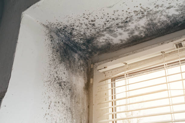 Affordable Black Mold Remediation solutions in Oak Ridge, FL