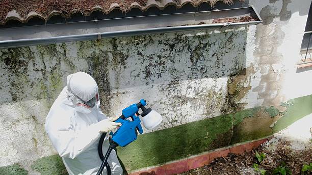 Top rated local Black Mold Remediation specialists in Oak Ridge, FL